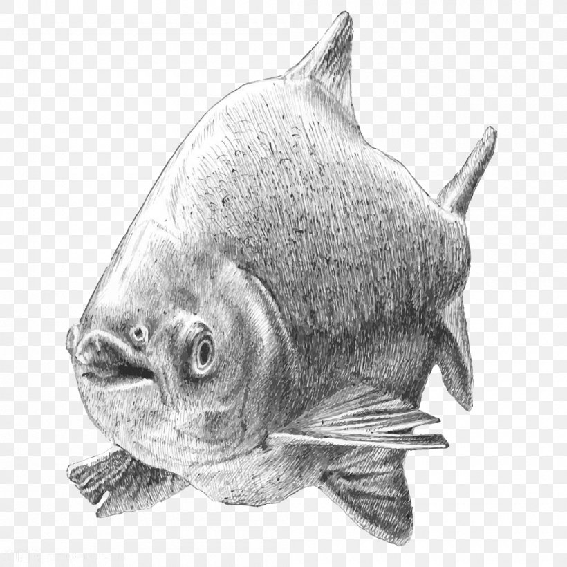 Tambaqui Drawing Fish Illustration, PNG, 1000x1000px, Tambaqui, Animal Source Foods, Art, Black And White, Drawing Download Free