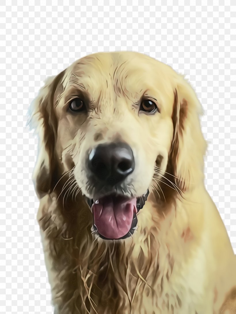 Dog Dog Breed Golden Retriever Retriever Sporting Group, PNG, 1736x2304px, Watercolor, Companion Dog, Dog, Dog Breed, Golden Retriever Download Free