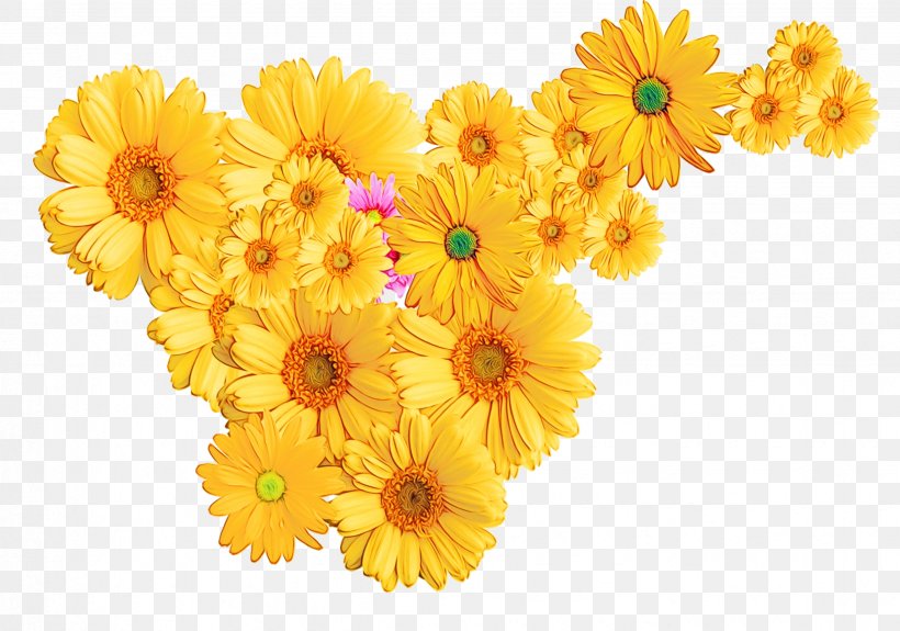 Flower Gerbera English Marigold Yellow Barberton Daisy, PNG, 2466x1732px, Watercolor, Barberton Daisy, Calendula, Cut Flowers, English Marigold Download Free