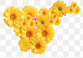 Petal Calendula - Flower Gerbera English Marigold Yellow Barberton Daisy PNG