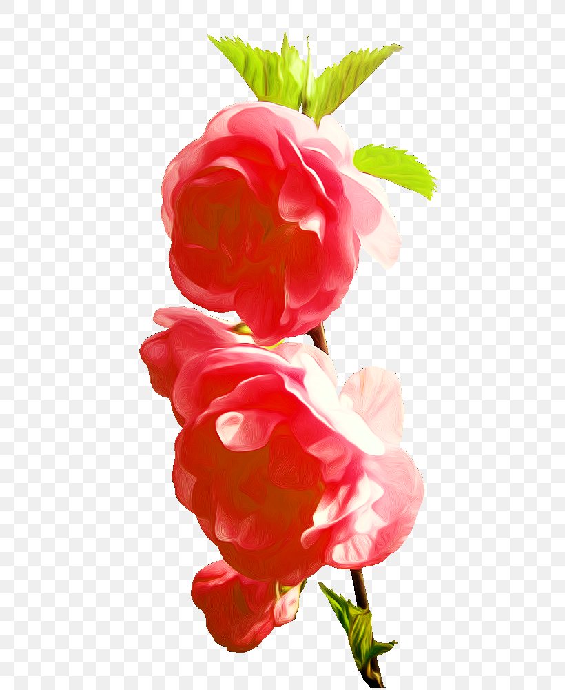Garden Roses Red Pink, PNG, 700x1000px, Garden Roses, Cut Flowers, Floral Design, Flower, Flower Arranging Download Free