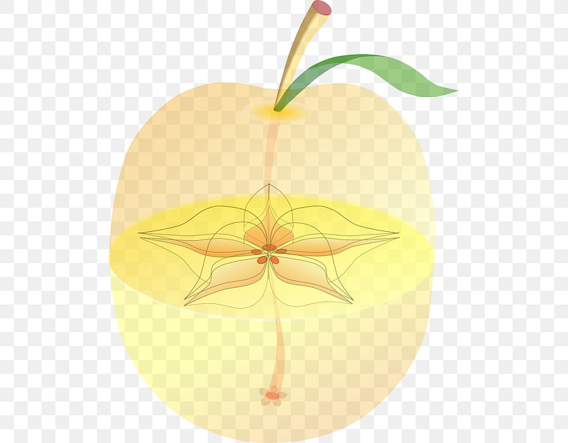 Paradise Apple Fruit Anatomy Seed, PNG, 506x640px, Apple, Anatomy, Apples, Biology, Candy Download Free