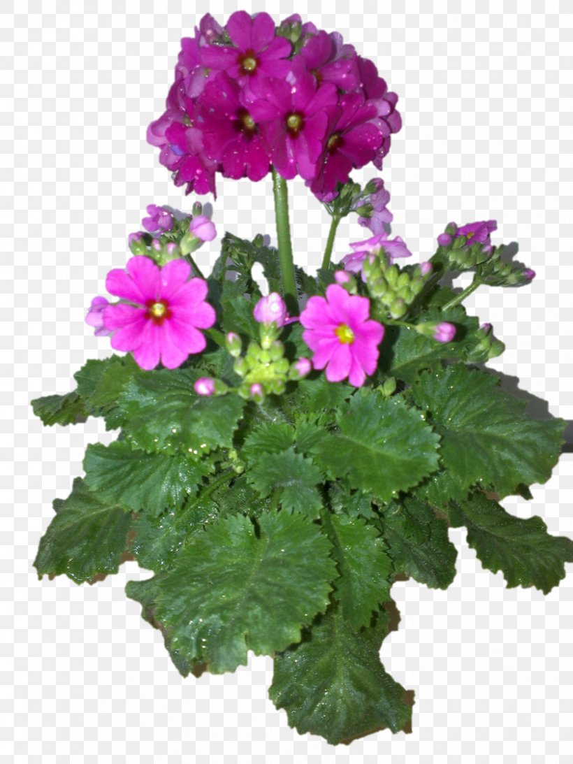 Vervain Annual Plant Herbaceous Plant Primrose, PNG, 841x1122px, Vervain, Annual Plant, Flower, Flowering Plant, Flowerpot Download Free