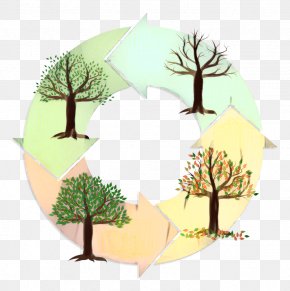 Fir Forest - Family Tree Design PNG