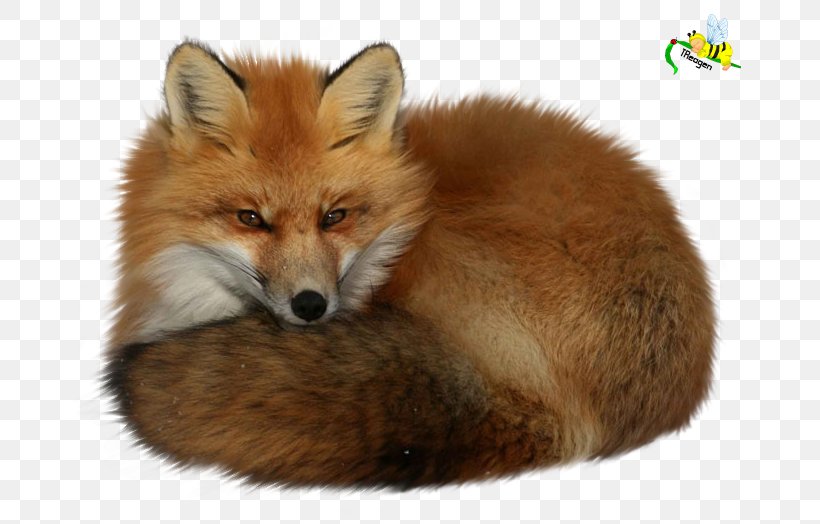 Red Fox Dog, PNG, 725x524px, Red Fox, Animaatio, Animal, Dog, Dog Like Mammal Download Free