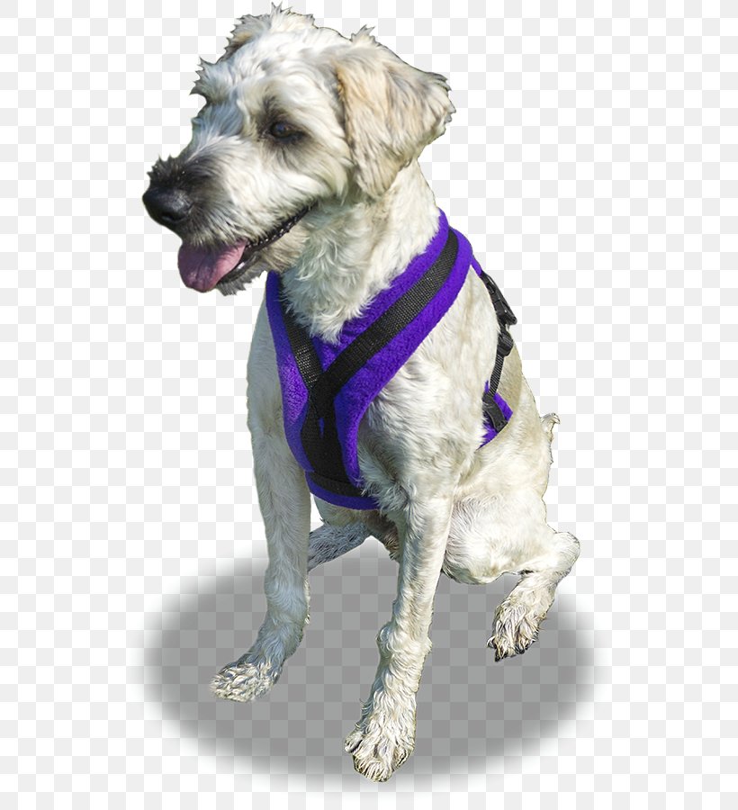 Schnoodle Dog Breed Dog Harness Companion Dog Dog Collar, PNG, 548x900px, Schnoodle, Bag, Breed, Carnivoran, Clothing Download Free