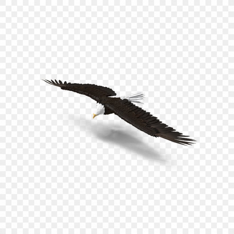 Bald Eagle Bird Hair Loss Clip Art, PNG, 1000x1000px, Bald Eagle, Accipitriformes, Beak, Bird, Bird Of Prey Download Free