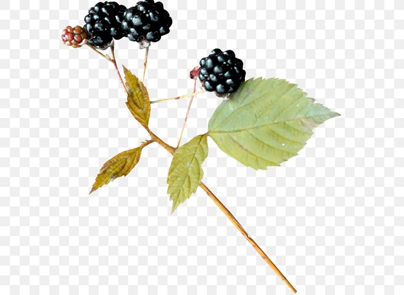 Bramble BlackBerry Leaf, PNG, 600x600px, Bramble, Berry, Blackberry, Fruit, Leaf Download Free