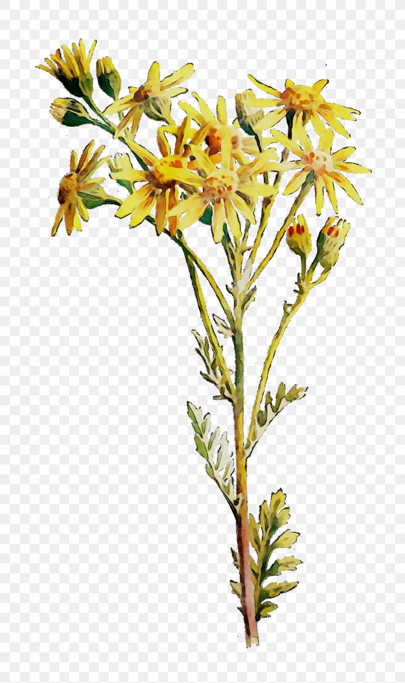 Cut Flowers Plant Stem Twig Flowering Plant, PNG, 1186x2000px, Cut Flowers, Flower, Flowering Plant, Goldenrod, Pedicel Download Free