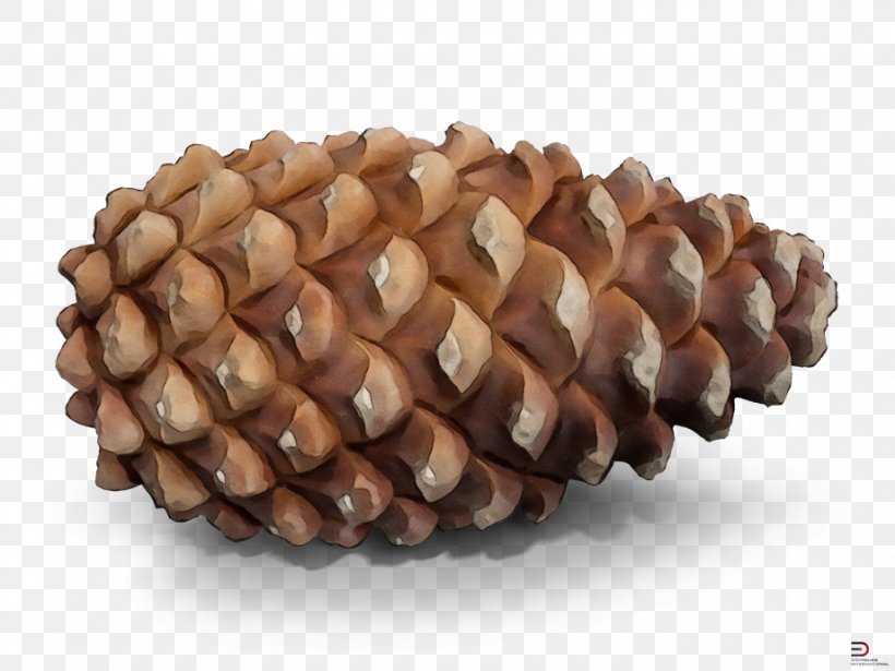 Sugar Pine Red Pine Lodgepole Pine White Pine Oregon Pine, PNG, 920x690px, Watercolor, Conifer Cone, Jack Pine, Lodgepole Pine, Oregon Pine Download Free