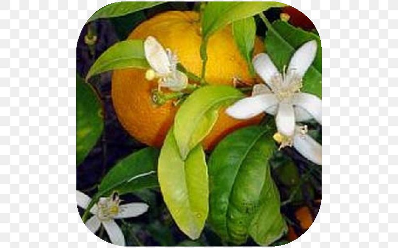 Bitter Orange Rangpur Calamondin Tangerine, PNG, 512x512px, Bitter Orange, Calamondin, Citrus, Flower, Food Download Free