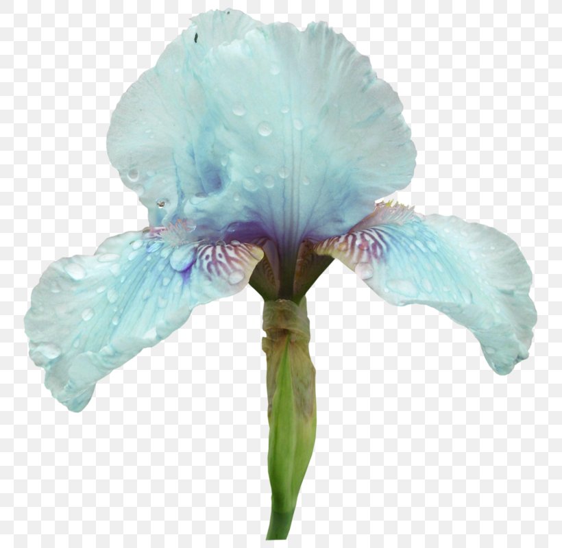 Blue Purple Orris Root Color, PNG, 765x800px, Blue, Color, Copyright, Cut Flowers, Flower Download Free