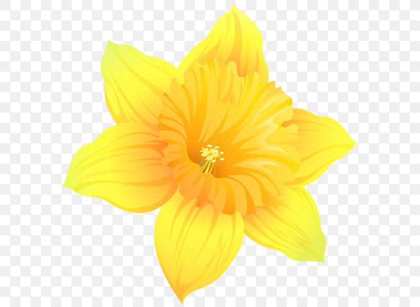 Daffodil Clip Art Image Photography, PNG, 589x600px, Daffodil, Amaryllis Family, Art, Art Museum, Flower Download Free