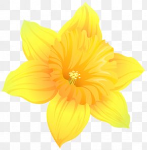 Transparent Daffodil - Daffodil Clip Art Image Photography PNG