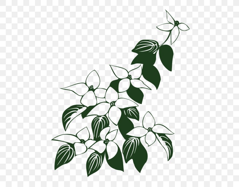 Flowering Dogwood Kousa Dogwood Drawing Vector Graphics, PNG, 533x640px, Flowering Dogwood, Black And White, Branch, Dogwood, Drawing Download Free