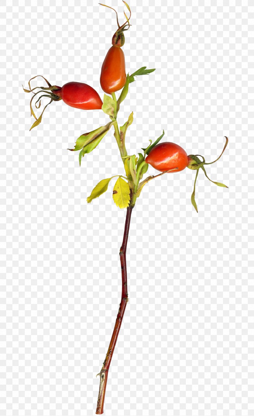 Small Persimmon, PNG, 1800x2945px, Tomato, Auglis, Bell Peppers And Chili Peppers, Branch, Computer Graphics Download Free