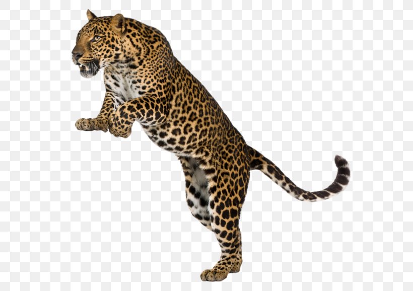 Cheetah Amur Leopard Felidae Tiger Stock Photography, PNG, 600x578px, Leopard, Animal Print, Bathroom, Bedroom, Big Cats Download Free