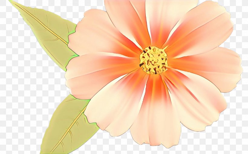 Pink Flower Cartoon, PNG, 1368x854px, Daisy Family, Closeup, Common Daisy, Family, Flower Download Free
