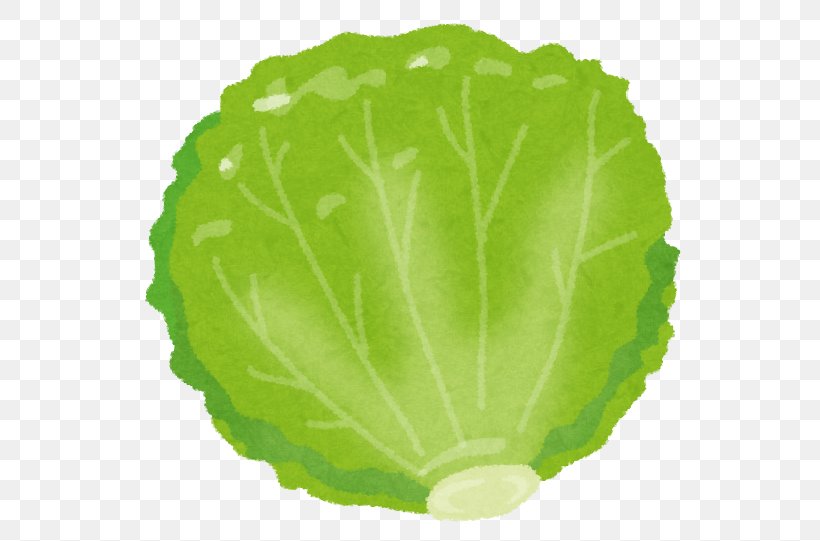 Red Leaf Lettuce Food Vegetable Nutrition, PNG, 560x541px, Leaf Lettuce, Budi Daya, Cabbage, Carrot, Collard Greens Download Free