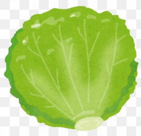 Lettuce Clipart - Red Leaf Lettuce Food Vegetable Nutrition PNG