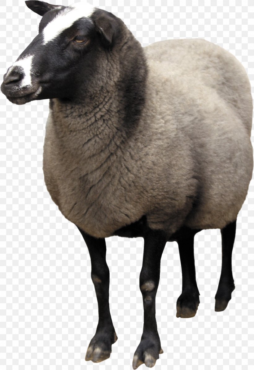 Sheep Wiki Computer File, PNG, 1924x2808px, Sheep, Cow Goat Family, Dots Per Inch, Fur, Goat Download Free