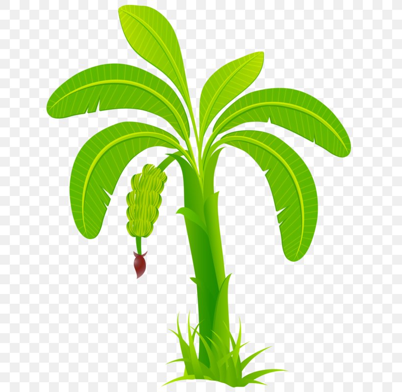 Arecaceae Computer File, PNG, 643x800px, Arecaceae, Adobe Reader, Arecales, Banana, Flower Download Free