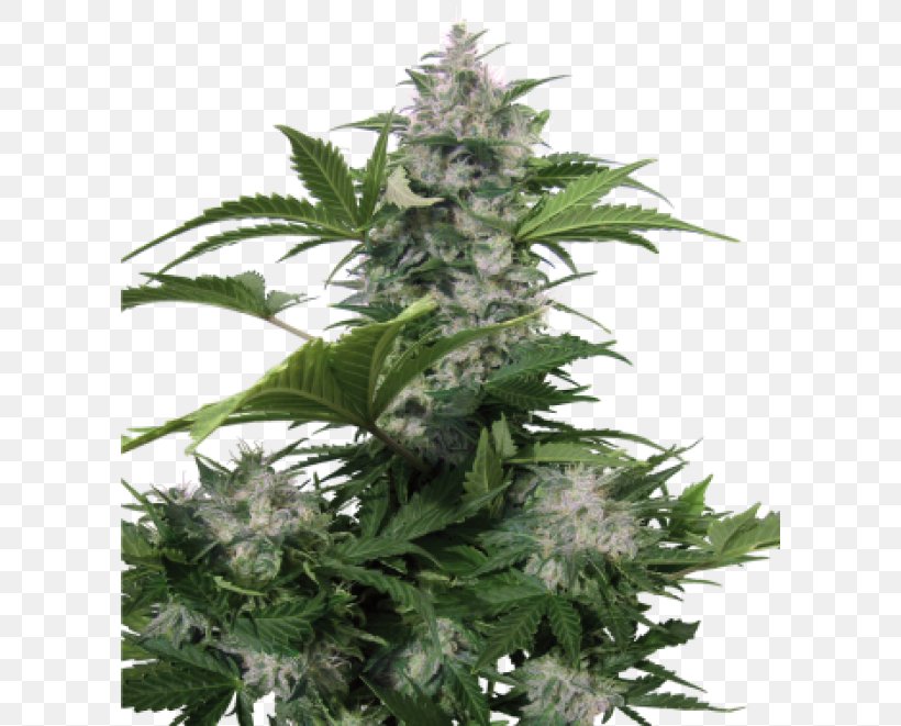 Autoflowering Cannabis Seed Skunk White Widow White Dwarf, PNG, 600x661px, Autoflowering Cannabis, Cannabis, Cannabis Ruderalis, Haze, Hemp Download Free