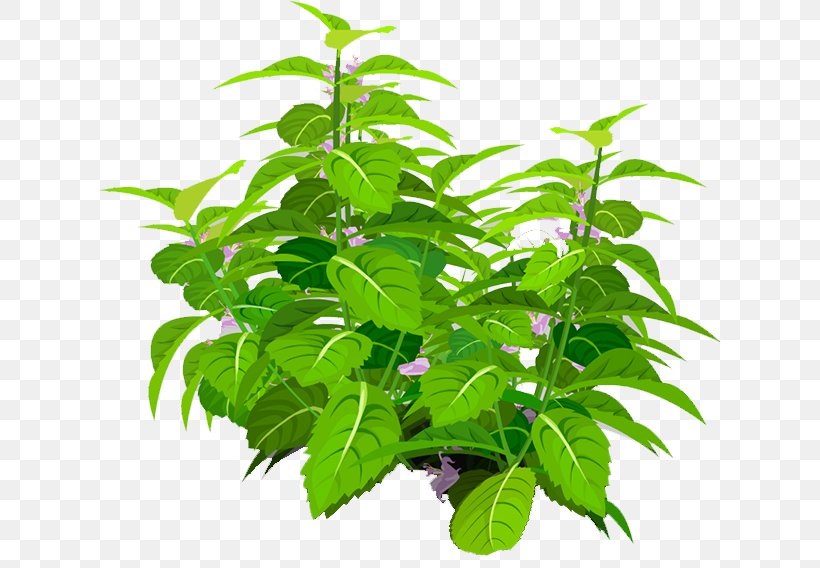 Leaf Flowerpot Tree Herb, PNG, 622x568px, Leaf, Flowerpot, Herb, Plant, Tree Download Free