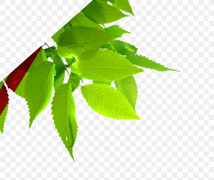 Leaf Plant Green, PNG, 1466x1233px, Leaf, Display Resolution, Green, Image Resolution, Plant Download Free