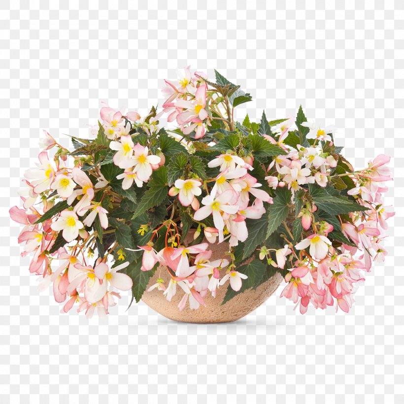 Begonia Angel Falls Waterfall Annual Plant Flower, PNG, 1000x1000px, Begonia, Angel Falls, Annual Plant, Argyranthemum, Artificial Flower Download Free