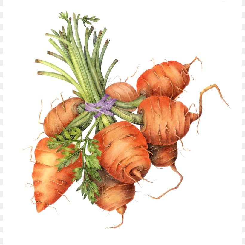 Carrot Botanical Illustration Drawing Botany, PNG, 799x822px, Carrot, Art, Botanical Illustration, Botanical Illustrator, Botany Download Free
