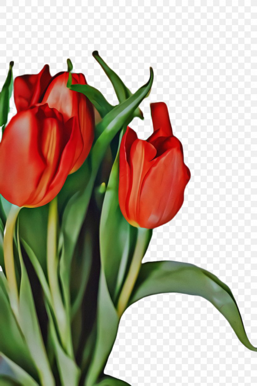 Flowers Background, PNG, 1632x2448px, Tulip, Blossom, Bud, Cut Flowers, Flora Download Free