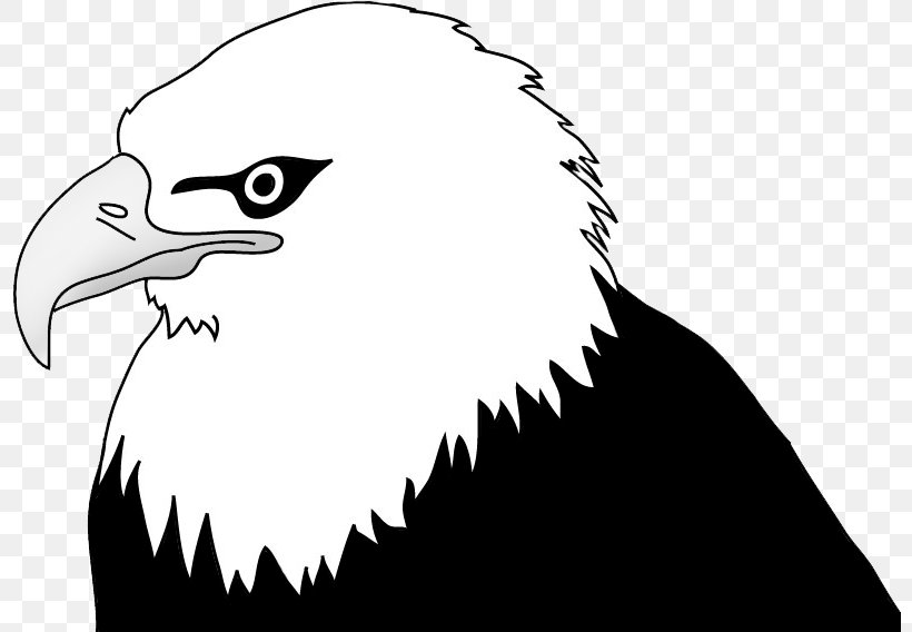 Bald Eagle Drawing Clip Art, PNG, 800x568px, Bald Eagle, Accipitridae, Accipitriformes, Art, Artwork Download Free
