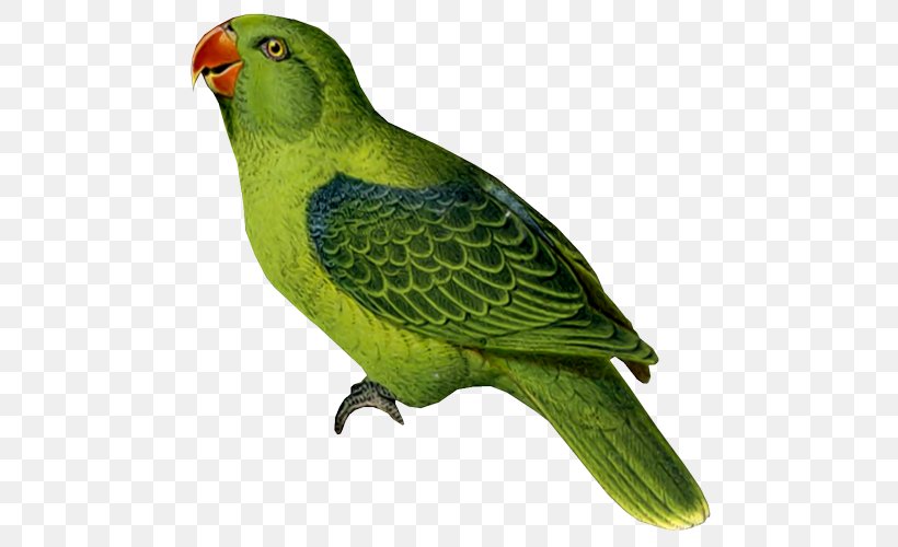 Budgerigar Parrot Bird Cockatiel Parakeet, PNG, 500x500px, Budgerigar, Animal, Beak, Bird, Cockatiel Download Free