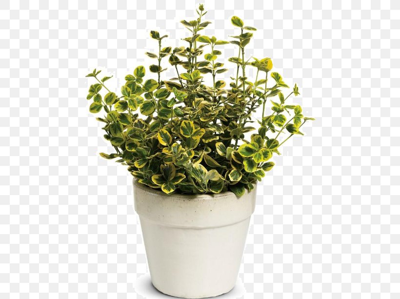 Fortune's Spindle Shrub Tree Plant Groundcover, PNG, 482x613px, Shrub, Fines Herbes, Flower, Flowerpot, Groundcover Download Free