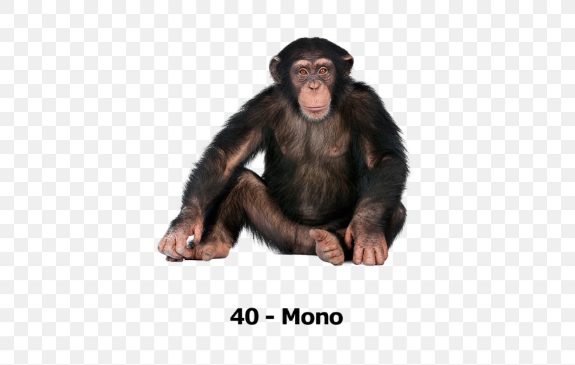 Gorilla Common Chimpanzee Primate Ngamba Island Chimpanzee Sanctuary Monkey, PNG, 696x521px, Gorilla, Ape, Apes And Monkeys, Chimpanzee, Common Chimpanzee Download Free