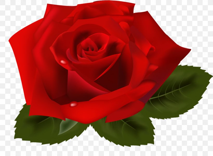Rose Clip Art, PNG, 828x605px, Rose, China Rose, Cut Flowers, Floribunda, Flower Download Free