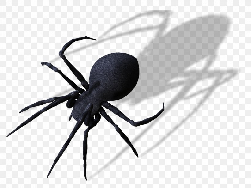 Spider Clip Art, PNG, 868x650px, Spider, Arachnid, Arthropod, Black And White, Black Widow Download Free