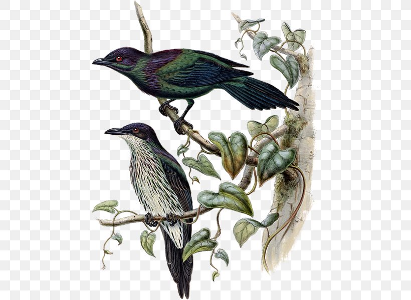 Common Starling Beak Fauna Coraciiformes, PNG, 453x599px, Common Starling, Beak, Bird, Coraciiformes, Cuckoos Download Free