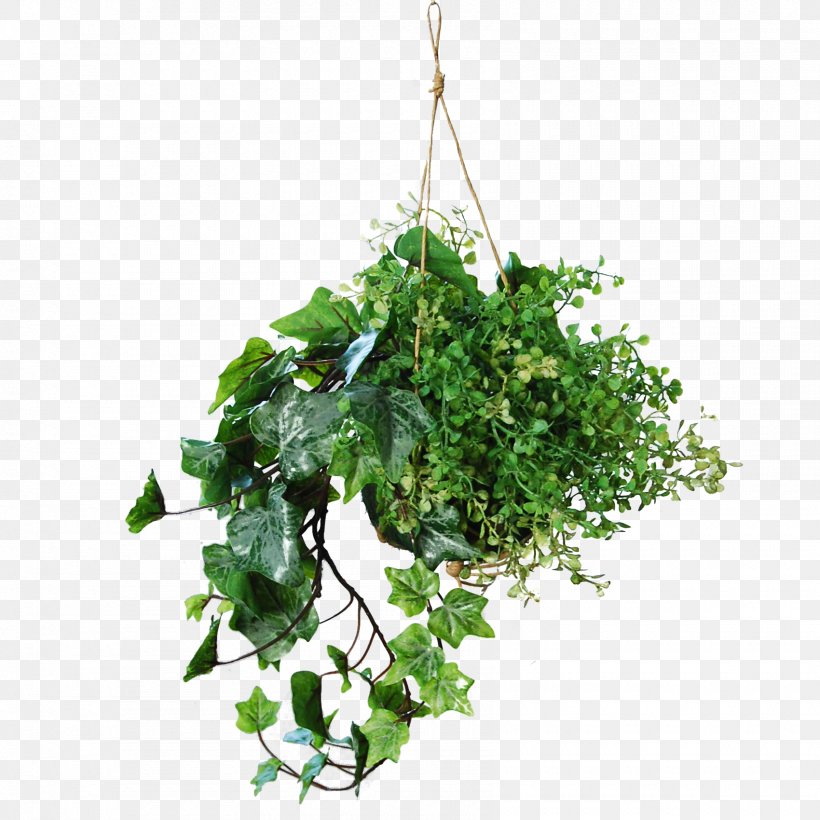 Ivy, PNG, 1700x1700px, Plant, Flower, Flowering Plant, Grass, Green Download Free