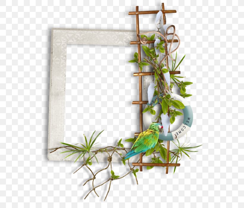 Photography Picture Frames Clip Art, PNG, 545x699px, Photography, Art, Bird, Blog, Branch Download Free