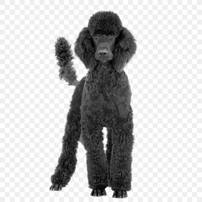 Toy Poodle Black And Tan Coonhound Standard Poodle Bluetick Coonhound, PNG, 900x900px, Poodle, Animal, Barbet, Black And Tan Coonhound, Black And White Download Free