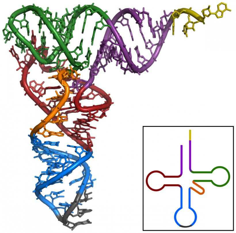 Transfer RNA Non-coding RNA Adenine Ribosomal RNA, PNG, 1174x1161px, Rna, Adenine, Amino Acid, Area, Branch Download Free