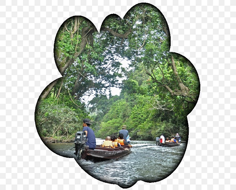Water Resources Tree Forest Watercourse, PNG, 600x659px, Water Resources, Forest, Jungle, Plant, River Download Free