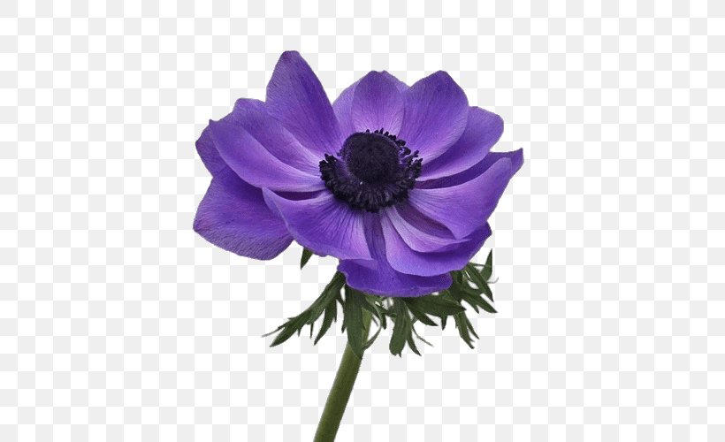 Anemone Cut Flowers Roz, PNG, 500x500px, Anemone, Annual Plant, Color, Cut Flowers, Decal Download Free