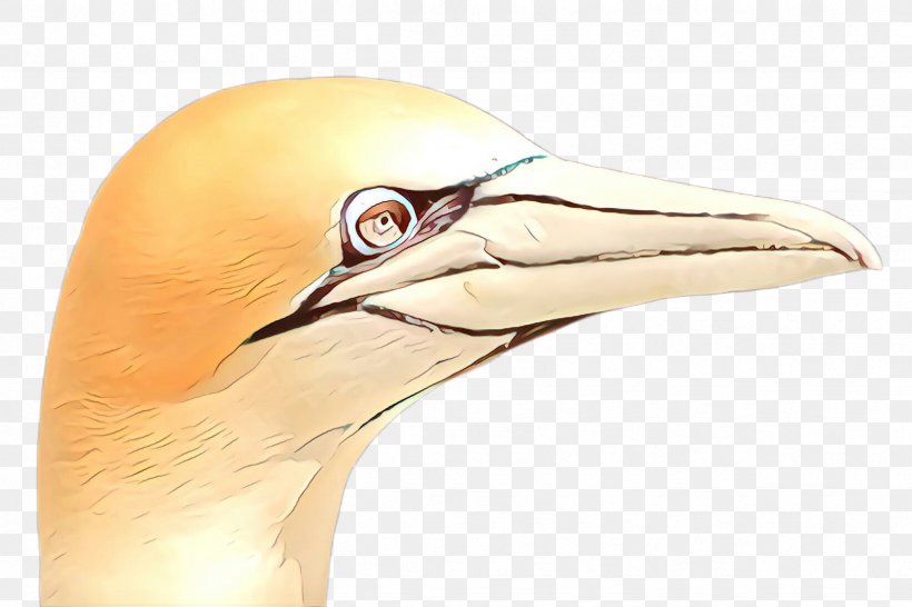 Beak Bird Northern Gannet Gannet Close-up, PNG, 2448x1632px, Cartoon, Beak, Bird, Closeup, Gannet Download Free