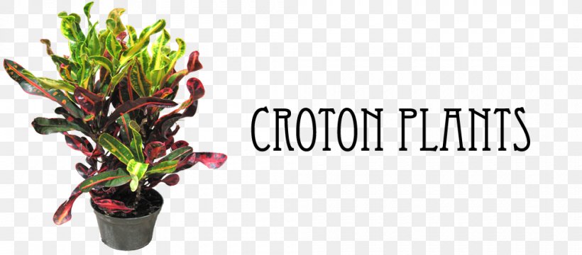Garden Croton Houseplant House Plant Care Plants, PNG, 1000x440px, Garden Croton, Codiaeum, Crotons, Cut Flowers, Fiddleleaf Fig Download Free