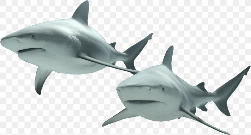 Lamniformes Fish Hammerhead Shark Great White Shark Chondrichthyes, PNG, 1492x805px, Lamniformes, Animal, Bull Shark, Cartilaginous Fish, Chondrichthyes Download Free