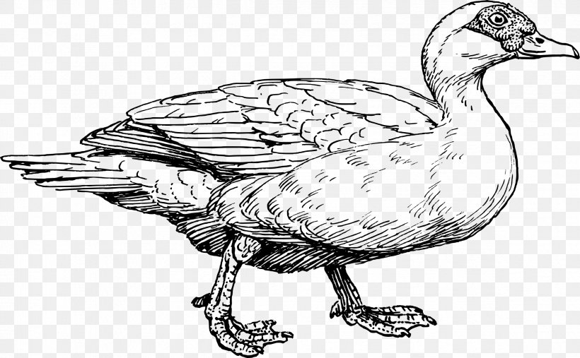 Muscovy Duck American Pekin Mallard Drawing, PNG, 2372x1469px, Duck, American Pekin, Artwork, Beak, Bird Download Free