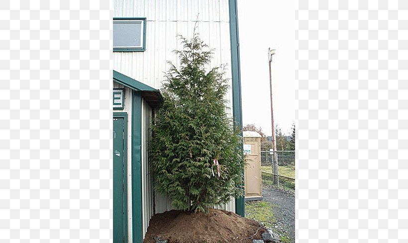 Tree Leyland Cypress Arborvitae Shed Property, PNG, 650x488px, Tree, Arborvitae, Cottage, Cupressus, Facade Download Free